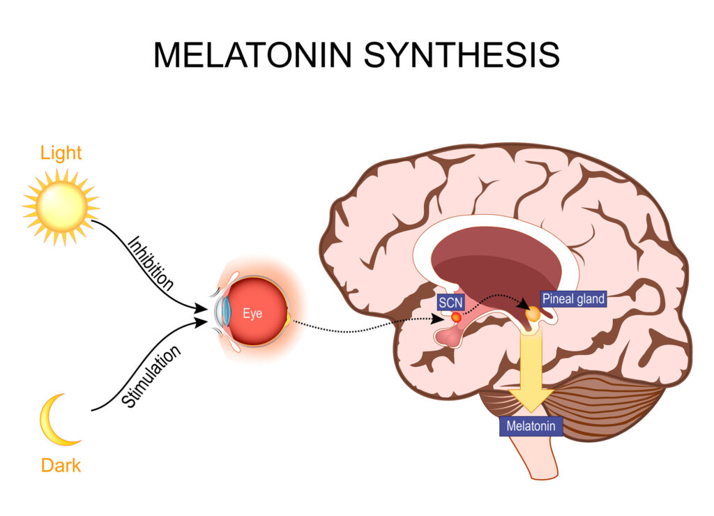 How light effects melatonin and circadian rhythm and indirectly focus